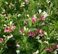 ВЕЙГЕЛА МАРДЖОРИ (АЛЬБА) (Weigela Marjorie) С2
