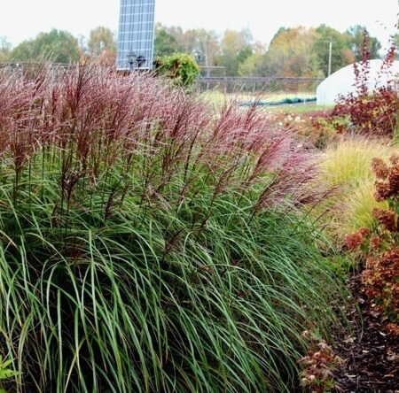 МИСКАНТУС КИТАЙСКИЙ КРАТЕР (Miscanthus sinensis Krater) С1,5