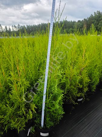 ТУЯ ЗАПАДНАЯ ФАСТИГИАТА (Thuja occidentalis Fastigiata), С2 40-50см