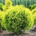 ТУЯ ЗАПАДНАЯ ГОЛДЕН ГЛОБ (Thuja occidentalis 'Golden Globe'), С2, выс. 30-40 см