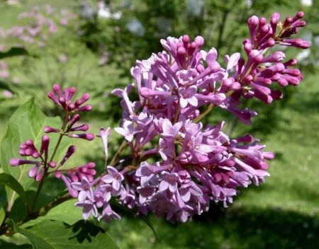 СИРЕНЬ ДЖОЗИФЛЕКСА РОЯЛИТИ (Syringa josiflexa Royalty) С2
