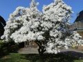 МАГНОЛИЯ КОБУС (Magnolia kobus), С10