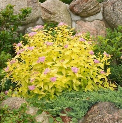 СПИРЕЯ ЯПОНСКАЯ ГОЛДЕН ПРИНЦЕСС (Spiraea japonica Golden Princess), С2