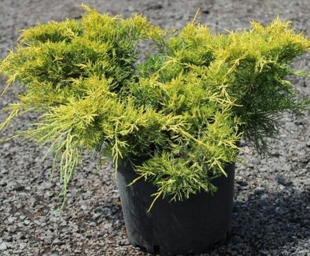МОЖЖЕВЕЛЬНИК КИНГ ОФ СПРИНГ ((Juniperus x media) King of Spring) С2