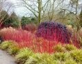 ДЕРЕН БЕЛЫЙ  ЭЛЕГАНТИССИМА (Cornus alba "Elegantissima"),С15