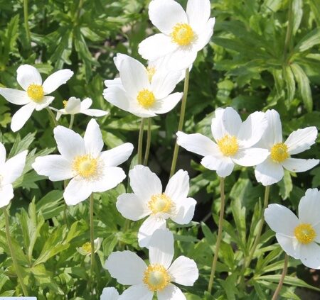 АНЕМОНА (ВЕТРЕНИЦА) ЛЕСНАЯ (Anemone sylvestris) С 1,5