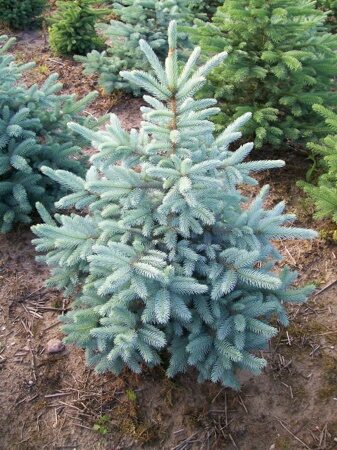 Ель колючая Глаука (Picea pungens Glauca)