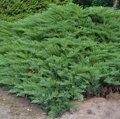 МОЖЖЕВЕЛЬНИК КАЗАЦКИЙ ТАМАРИСЦИФОЛИЯ (Juniperus sabina Tamariscifolia)С2