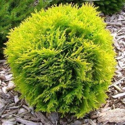 ТУЯ ЗАПАДНАЯ МИРИАМ (Thuja occidentalis Mirjam) С20, выс. 60 см