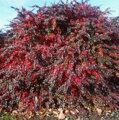 БАРБАРИС СРЕДНИЙ РЕД ДЖАВЕЛ (Berberis media Red Jewel)  С2