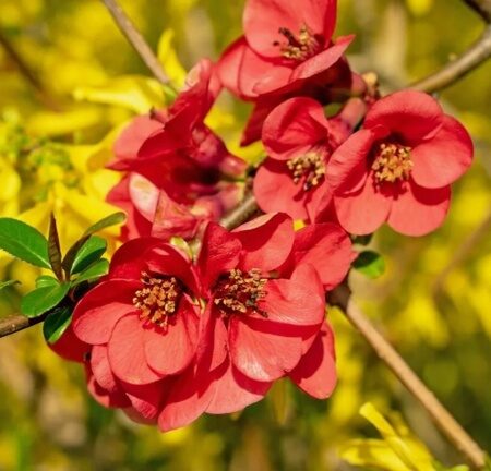 АЙВА ЯПОНСКАЯ НИКОЛИН (Chaenomeles superba Nicoline),С2