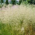 ЛУГОВИК (ЩУЧКА) ТАУТРАГЕР (Deschampsia cespitosa Tautrager) С 1,5