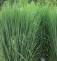 ПРОСО ПРУТЬЕВИДНОЕ НОРСВИНД (Panicum virgatum Northwind) С1,5