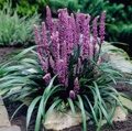 ЛИРИОПЕ МУСКАРИ БИГ БЛУ (Liriope muscari Big Blue ) С1,5