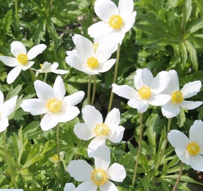 АНЕМОНА (ВЕТРЕНИЦА) ЛЕСНАЯ (Anemone sylvestris) С 1,5