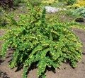 БАРБАРИС ИНДИАН САММЕР (Berberis thunbergii Indian Summer) С2