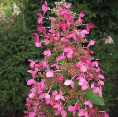 ГОРТЕНЗИЯ МЕТЕЛЬЧАТАЯ РУБИ (Hydrangea paniculata Ruby) С2