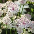 АСТРАНЦИЯ КРУПНАЯ (Astrantia major) С 1,5