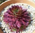 МОЛОДИЛО ПАУТИНИСТОЕ РУБИН (Sempervivum Rubin) С1