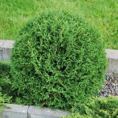 ТУЯ ЗАПАДНАЯ ХОСЕРИ/ ХОЗЕРИ (Thuja occidentalis Hoseri) 70 см, С10