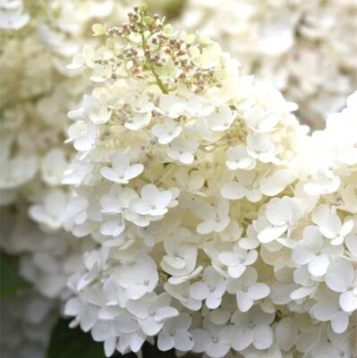 ГОРТЕНЗИЯ МЕТЕЛЬЧАТАЯ ГРАНДИФЛОРА (Hydrangea paniculata Grandiflora) С2