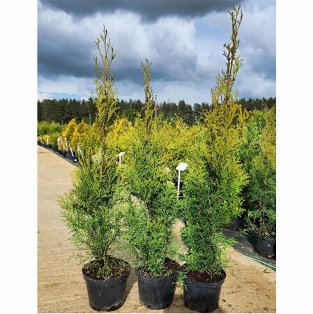 ТУЯ ЗАПАДНАЯ СМАРАГД (Thuja occidentalis Smaragd) С3, 70-80 см
