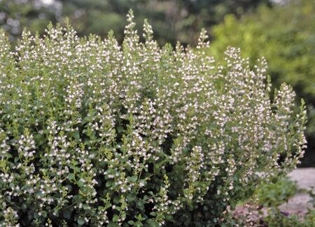 ДУШЕВНИК КОТОВНИКОВЫЙ  "БЕЛОЕ ОБЛАКО" (Calamintha nepeta `White Cloud`), С2