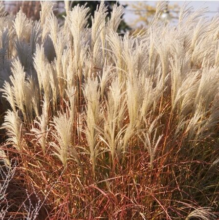 МИСКАНТУС КИТАЙСКИЙ ХЬЮРОН САНРАЙЗ (Miscanthus sinensis Huron Sunrise), С1.5