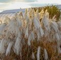 МИСКАНТУС КИТАЙСКИЙ СИЛЬВЕР ЧАРМ (Miscanthus sinensis Silver Charm) С 1,5