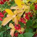 БАРБАРИС ИНДИАН САММЕР (Berberis thunbergii Indian Summer) С2