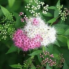 СПИРЕЯ ЯПОНСКАЯ ГЕНПЕИ (Spiraea japonica Genpei),С2