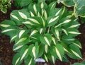 ХОСТА ВАЙТ БИКИНИ (Hosta White Bikini) С2