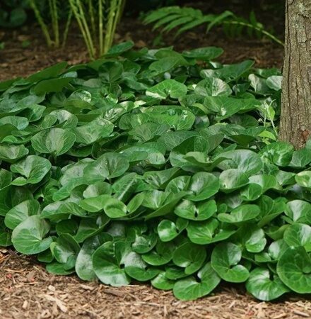 КОПЫТЕНЬ ЕВРОПЕЙСКИЙ (Asarum europaeum) С2