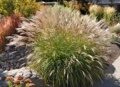 МИСКАНТУС КИТАЙСКИЙ АДАЖИО (Miscanthus sinensis Adagio) С1,5
