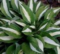 ХОСТА ВАЙТ БИКИНИ (Hosta White Bikini) С2