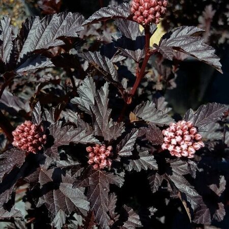 ПУЗЫРЕПЛОДНИК КАЛИНОЛИСТНЫЙ ПАНТЕРА Н5 (Physocarpus opulif. Panther) С2