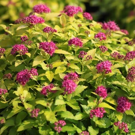 СПИРЕЯ ЯПОНСКАЯ КЕНДЛ ЛАЙТ (Spiraea japonica Candlelight) С2