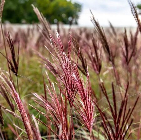 МИСКАНТУС КИТАЙСКИЙ РЕД ЧИФ (Miscanthus sinensis Red Chief) С1,5