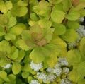 СПИРЕЯ БЕРЕЗОЛИСТНАЯ ТОР ГОЛД (Spiraea betulifolia Tor Gold), С2