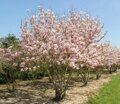 МАГНОЛИЯ СУЛАНЖА (Magnolia soulangeana), С10