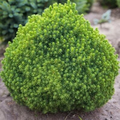 ЕЛЬ КАНАДСКАЯ АЛЬБЕРТА ГЛОБ (Picea glauca Alberta Globe) С2