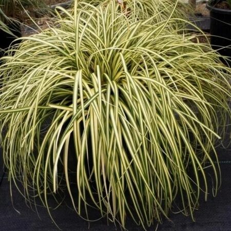 ОСОКА МОРРОУ ЭВЕРГОЛД (Carex morrowii Evergold) С1,5