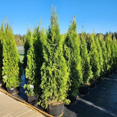 ТУЯ ЗАПАДНАЯ СМАРАГД(Thuja occidentalis Smaragd) 160-180см