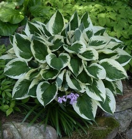 ХОСТА МИНИТМЕН (Hosta Minuteman) С 1,5