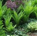 СТРАУСНИК (ПАПОРОТНИК) ОБЫКНОВЕННЫЙ (Matteuccia struthiopteris) С1,5