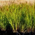 ИМПЕРАТА ЦИЛИНДРИЧЕСКАЯ  (Imperata Cylindrica ) С 1,5