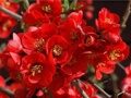 АЙВА КРИМСОН ГОЛД (Chaenomeles superba Crimson and Gold) С2