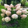 ГОРТЕНЗИЯ МЕТЕЛЬЧАТАЯ ФАНТОМ (Hydrangea paniculata Phantom = Mega Pearl) С2