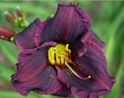 ЛИЛЕЙНИК ГРЭЙП ВЕЛВЕТ (Hemerocallis hybrid Grape Velvet)