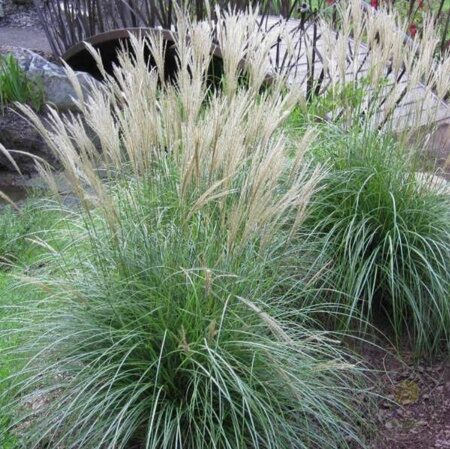 МИСКАНТУС КИТАЙСКИЙ АДАЖИО (Miscanthus sinensis Adagio) С1,5